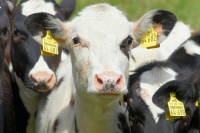 Dierenverzekering
