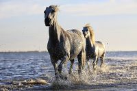Paardentrailer verzekering